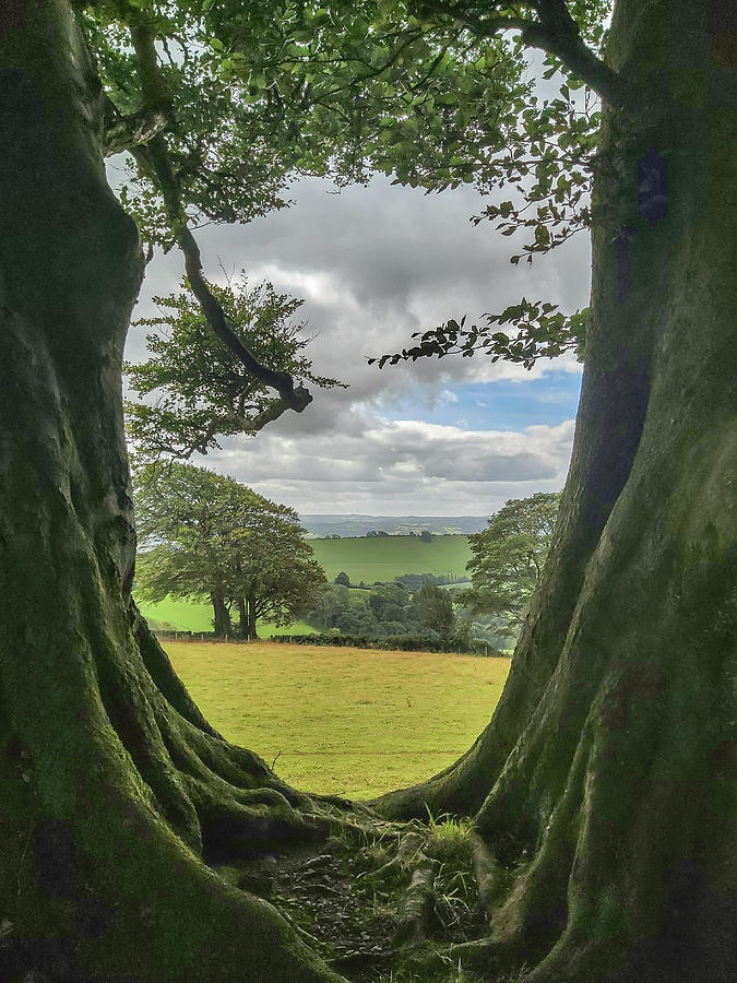 Enchanted Tree Framed Landscape Cadbury Devon Photograph by Richard Brookes