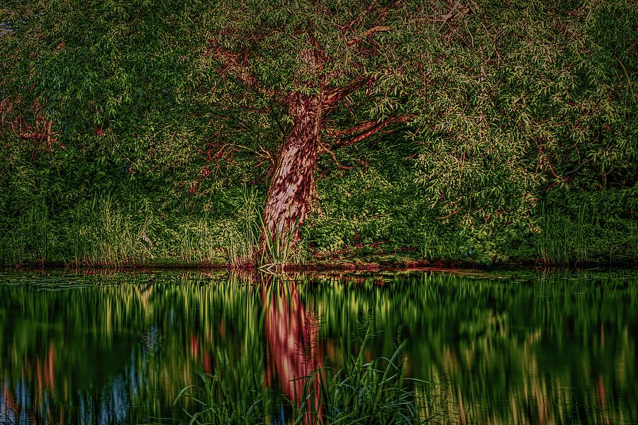 Enchanted tree #l3 Photograph by Leif Sohlman
