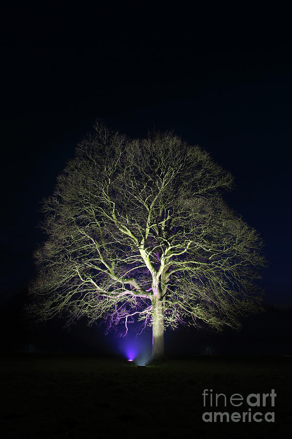 Enchanted Tree Photograph by Tim Gainey