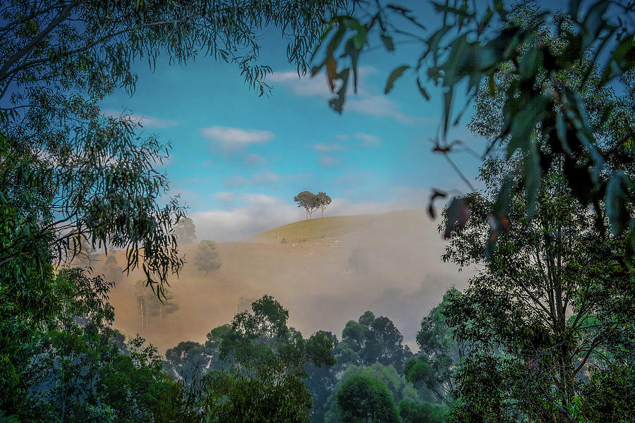 Tree Photograph - Enchanted Valley by Az Jackson