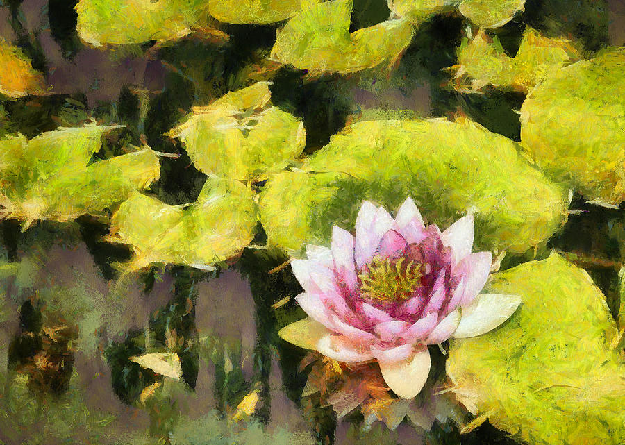 Enchanted Water Lily Photograph by Jack Wilson