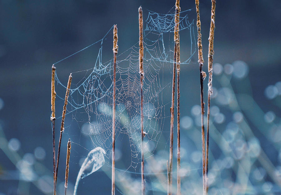 Enchanted Web Photograph by Fraida Gutovich