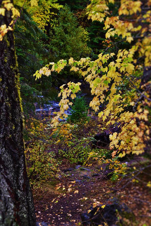 Enchanting Autumn Photograph by Lkb Art And Photography