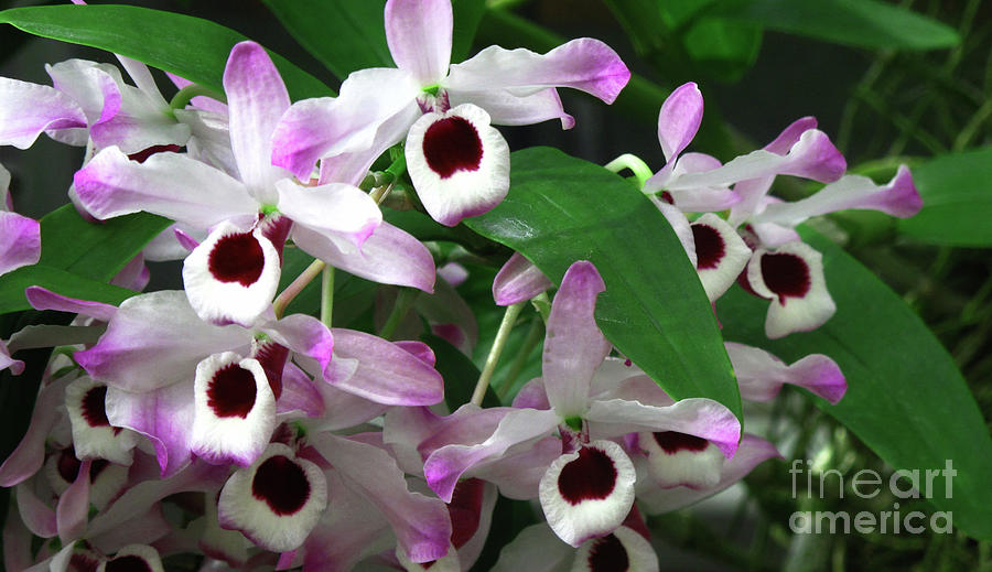 Enchanting Blooming Orchids Photograph