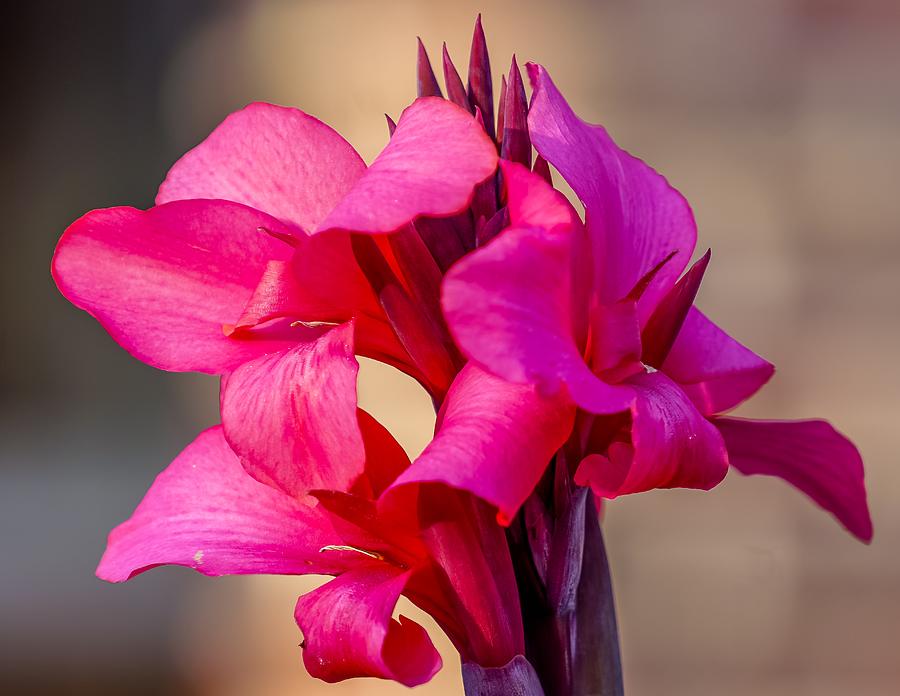Enchanting Canna Lily Photograph by Susan Rydberg