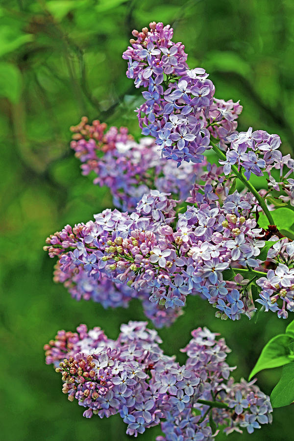 Enchanting Lilacs Photograph by Debbie Oppermann