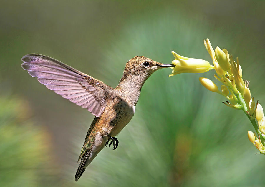 Hummingbird Photograph - Enchanting Moment by Donna Kennedy