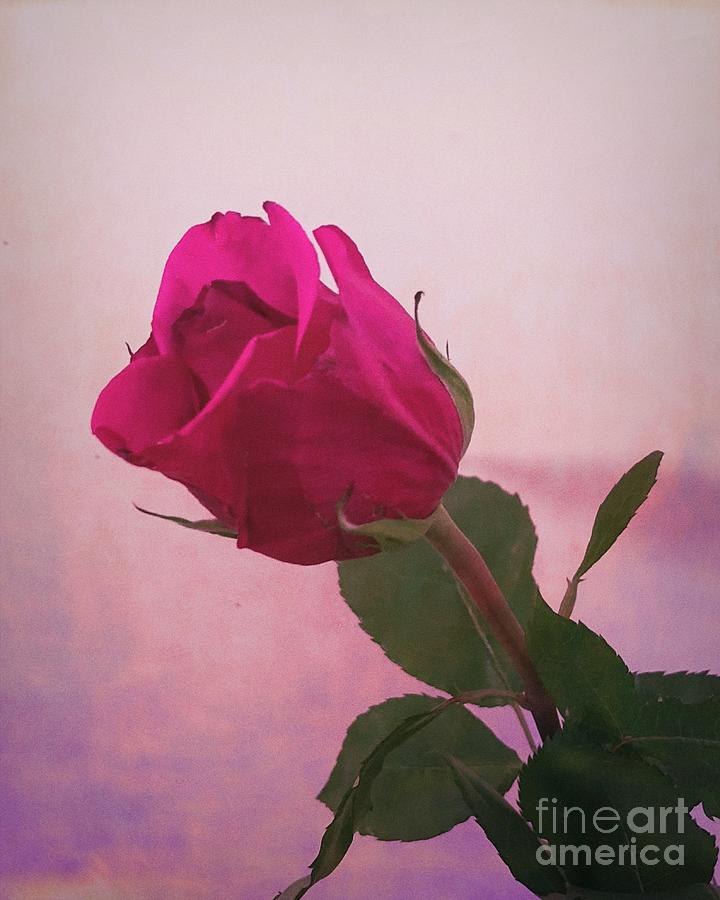 Enchanting Rose  Photograph by Luther Fine Art