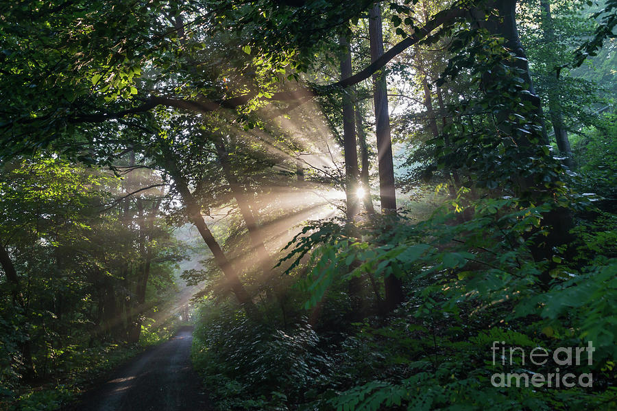 Enchanting sunlight in the forest 1 Photograph by Adriana Mueller
