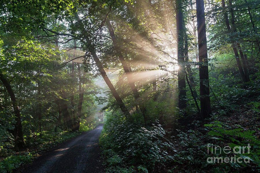 Enchanting sunlight in the forest 2 Photograph by Adriana Mueller