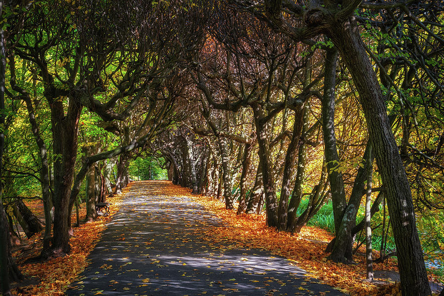 Enchanting Tree Tunnel Alley In Autumn Park Photograph by Artur Bogacki