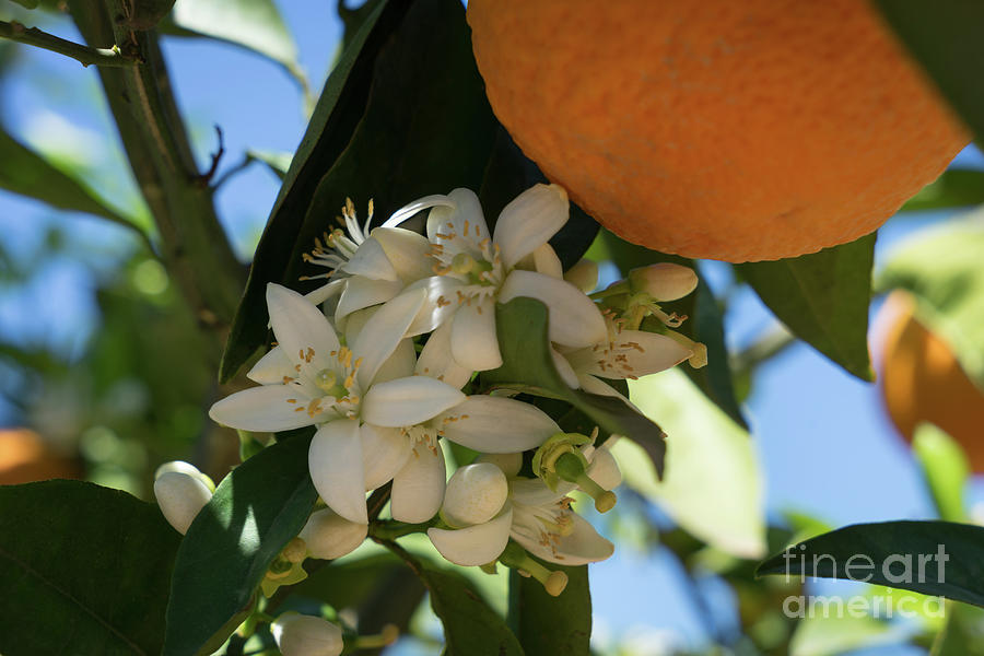 Enchanting white flowers in spring, orange blossom in Spain Photograph by Adriana Mueller