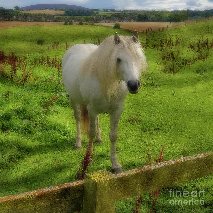 Enchanting White Pony Photograph by Yvonne Johnstone