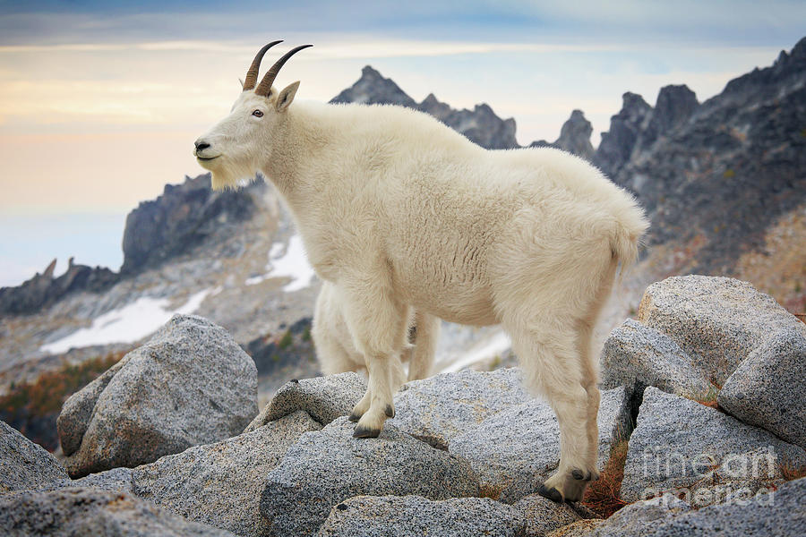 Enchantment Goat Photograph by Inge Johnsson