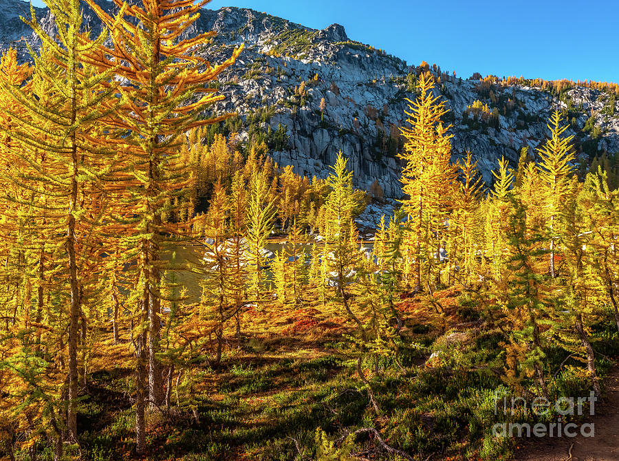 Larches Photograph - Enchantments Golden Larches Forest by Mike Reid
