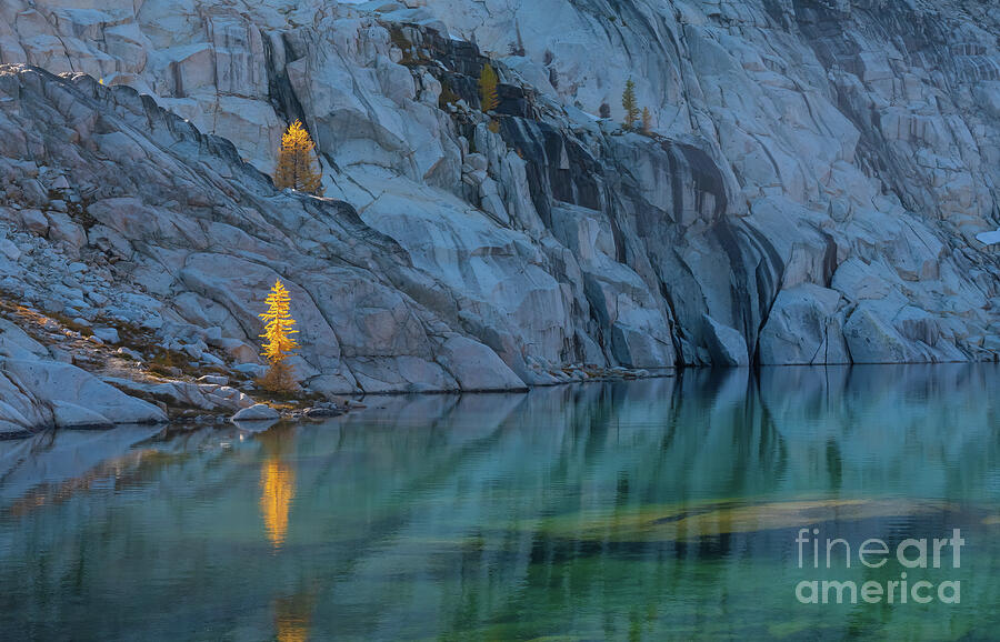 Enchantments Larches Golden Focal Point Photograph by Mike Reid