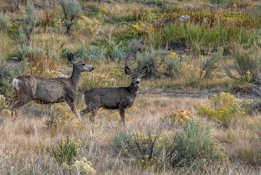 Encounter In The Sagebrush, Montana Photograph By Marcy Wielfaert - Pixels