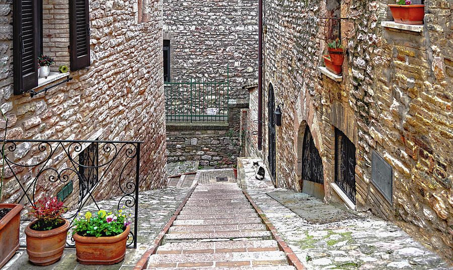 Encounters. A cat in Assisi Photograph by Loredana Gallo Migliorini