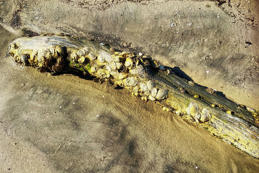 Encrusted Beach Log at Jekyll Island Photograph by Bill Swartwout