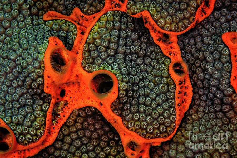 Encrusting Sponge on coral reef CO9824 Photograph by Mark Graf