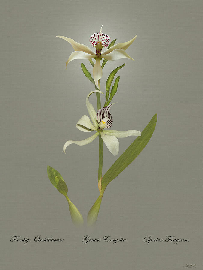 Encyclia Fragrans Orchid Digital Art by M Spadecaller