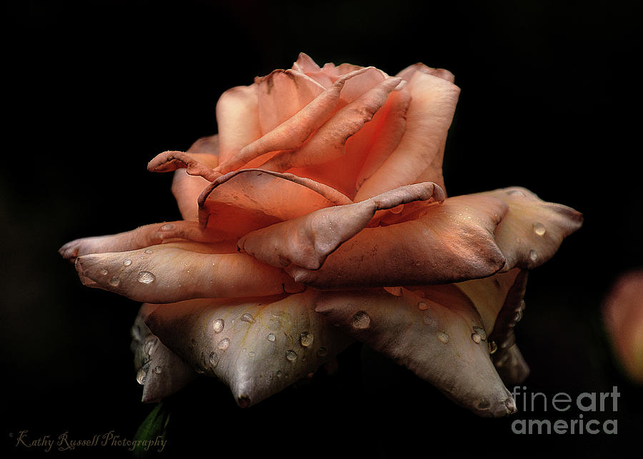 End of a Rose Photograph by Kathy Russell