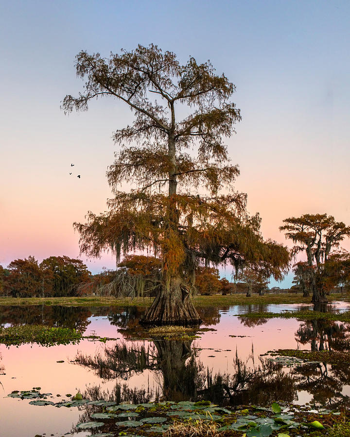 End of Day At Lake Caddo Print  Photograph by Harriet Feagin