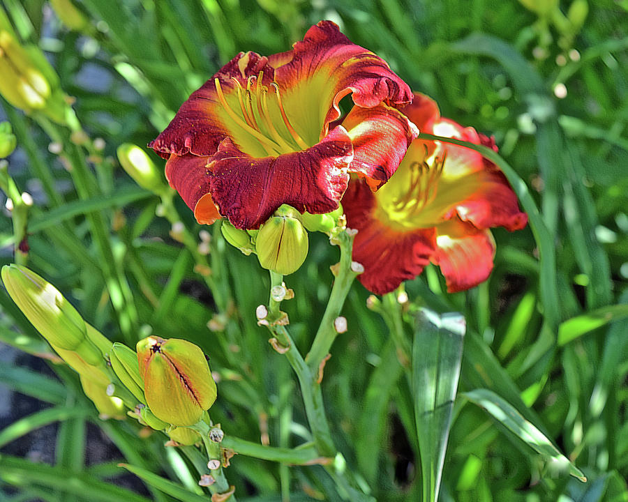 End of July Daylilies 1 Photograph by Janis Senungetuk