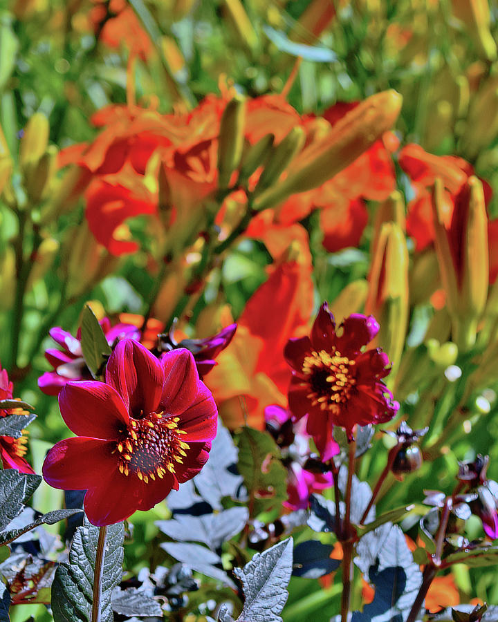 End of July Mexican Zinnia and Daylilies 1 Photograph by Janis Senungetuk