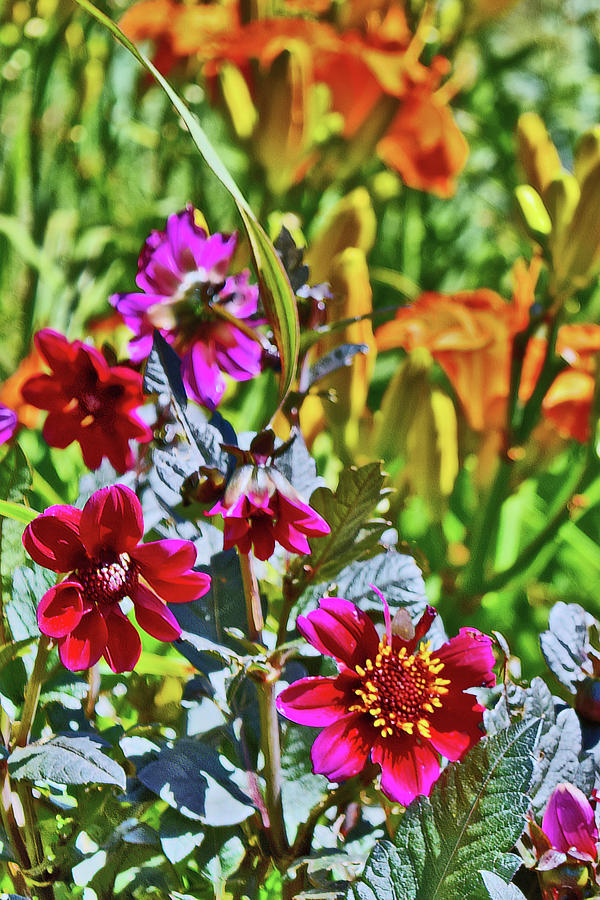 End of July Mexican Zinnia and Daylilies 2 Photograph by Janis Senungetuk