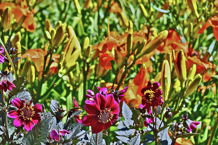 End of July Mexican Zinnia and Daylilies 3 Photograph by Janis Senungetuk