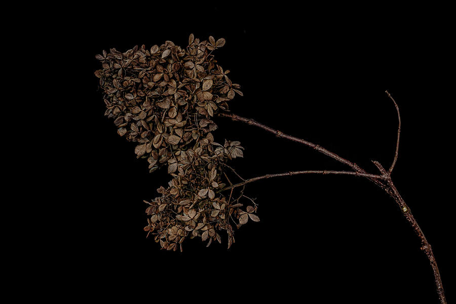 End of Season Hydrangea Photograph by Sandi Kroll