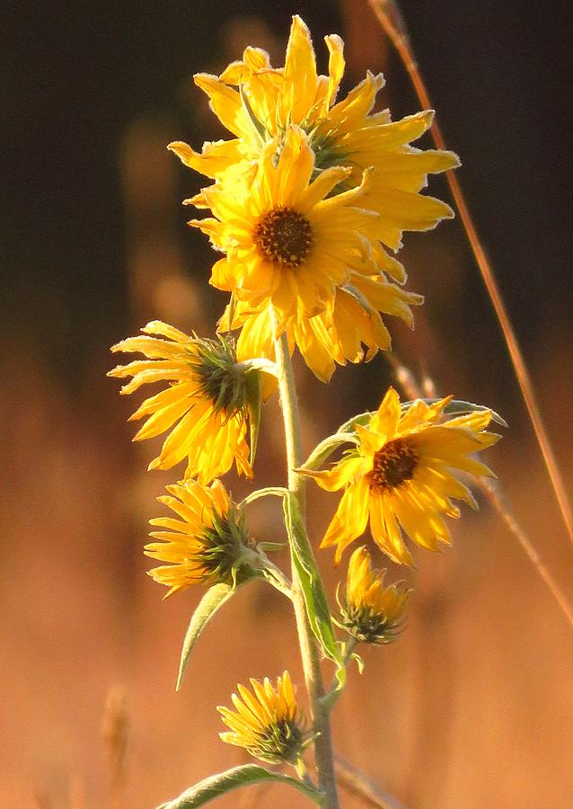 End Of Summer Flowers  Photograph by Lori Frisch