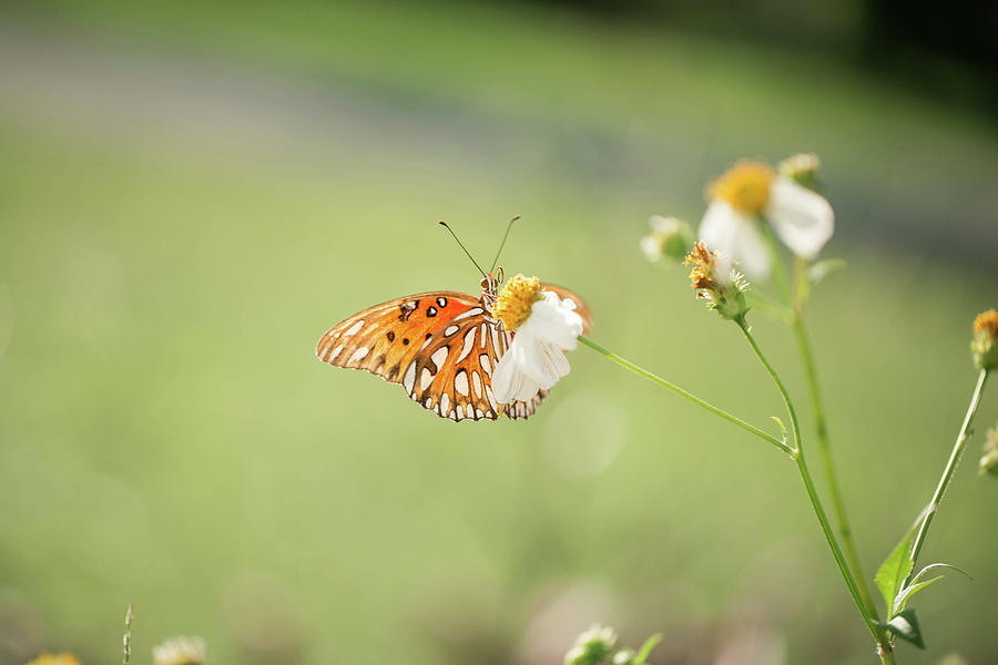 End of Summer Gulf Fritillary Photograph by Jessica Brown