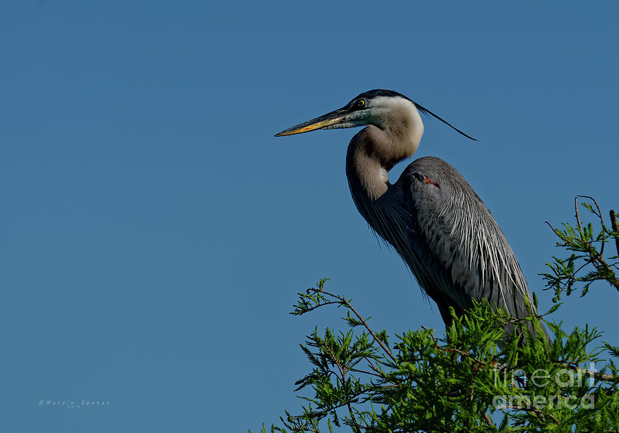 Heron Photograph - End Of The Hunt by Marvin Spates