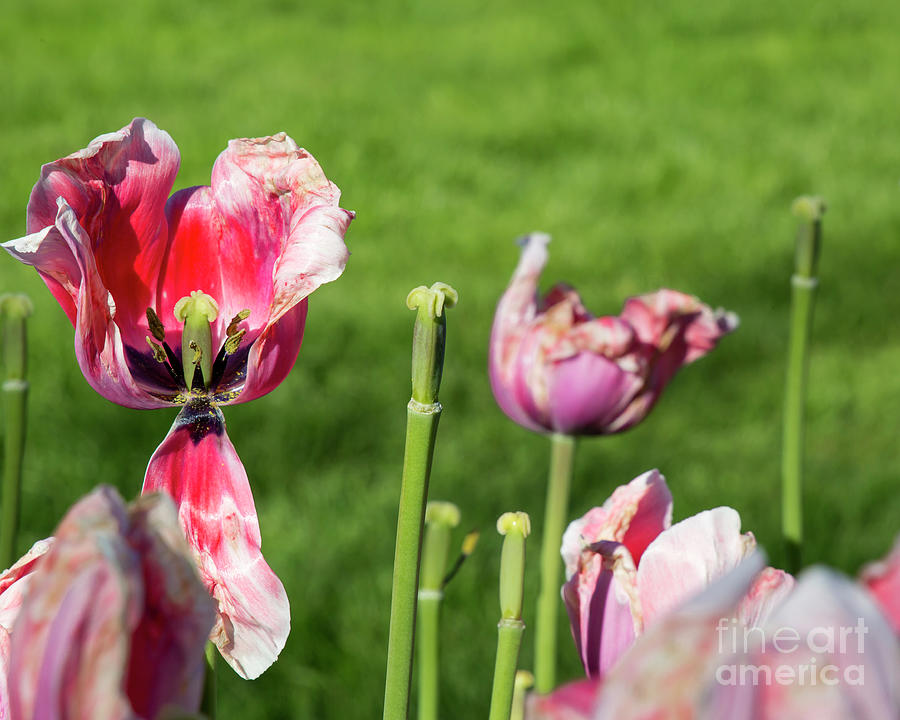 End of tulip season Photograph by Agnes Caruso