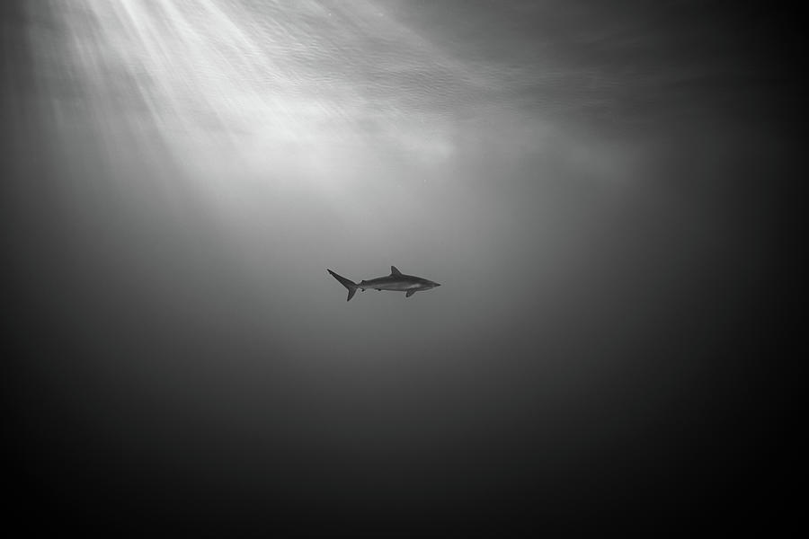 Sharks Photograph - Endanger Silky Shark by Juan Sharks