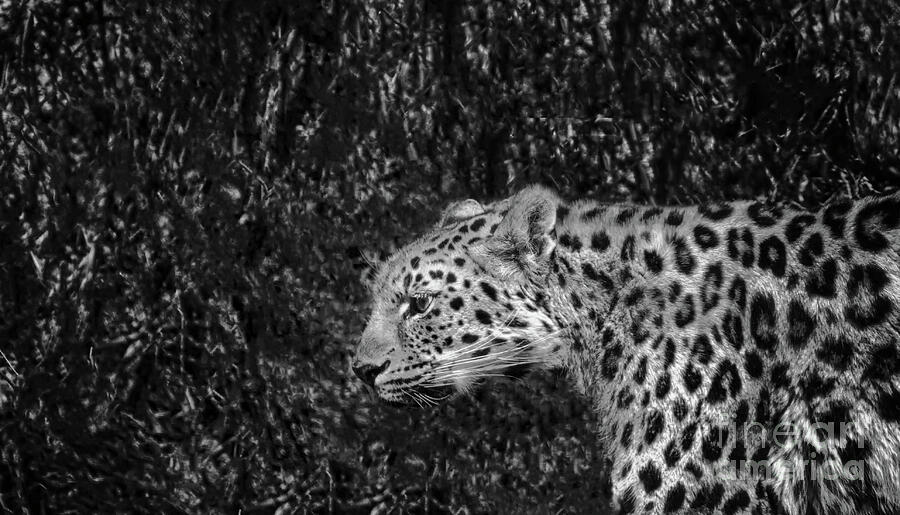 Endangered Amur Leopard  Photograph by Ruth Jolly