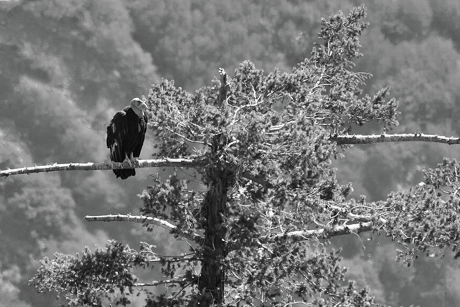 Endangered California Condor in San Gabriel Mountains Black and White Photograph by Ram Vasudev
