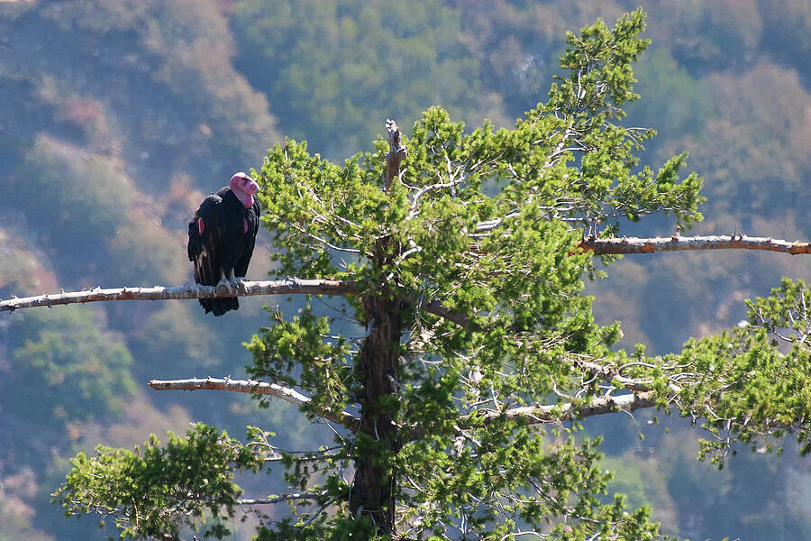 Endangered California Condor in San Gabriel Mountains Habitat Photograph by Ram Vasudev