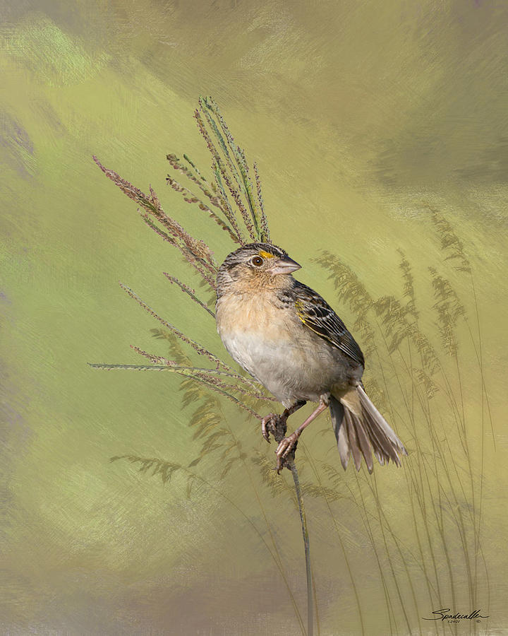 Endangered Florida Sparrow Digital Art by M Spadecaller