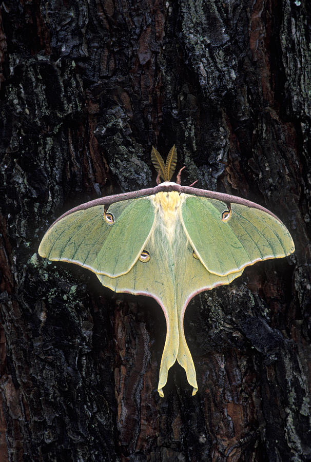 Endangered Luna Moth, Actias luna, has disappeared from many areas due to pollutants and pesticides, North Carolina, USA Photograph by Ed Reschke