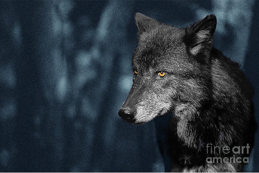 Black Wolf Photograph - Endangered by Mark Laurie