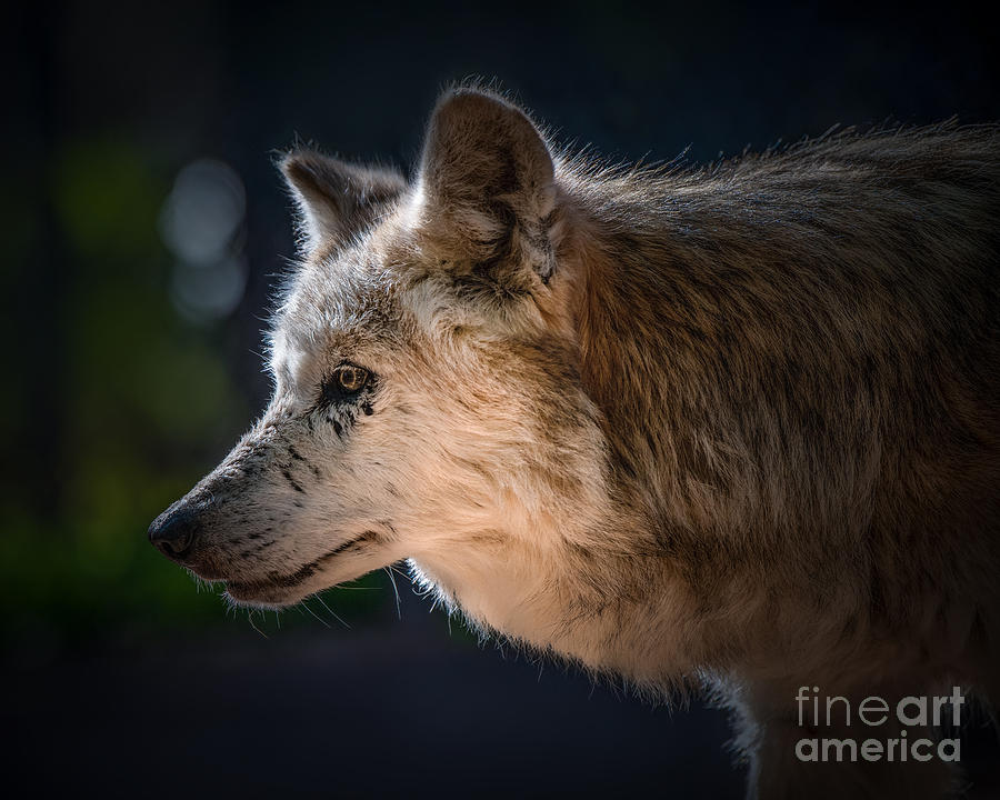 Endangered Mexican Grey Wolf Photograph by Lisa Manifold - Fine Art America