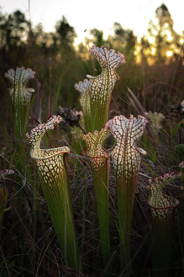 Endangered Pitcher Plants Photograph by Laura Henson - Fine Art America