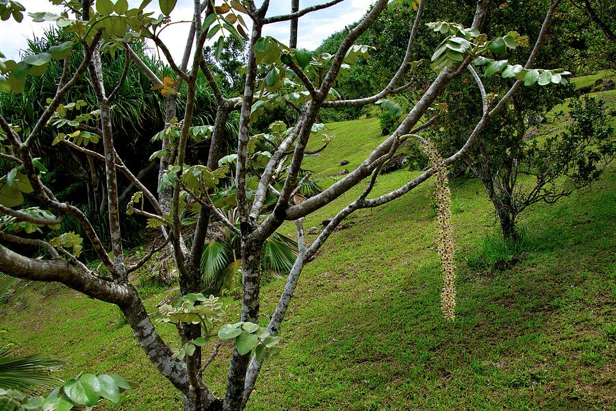 Endangered Pokulakalaka Tree Photograph