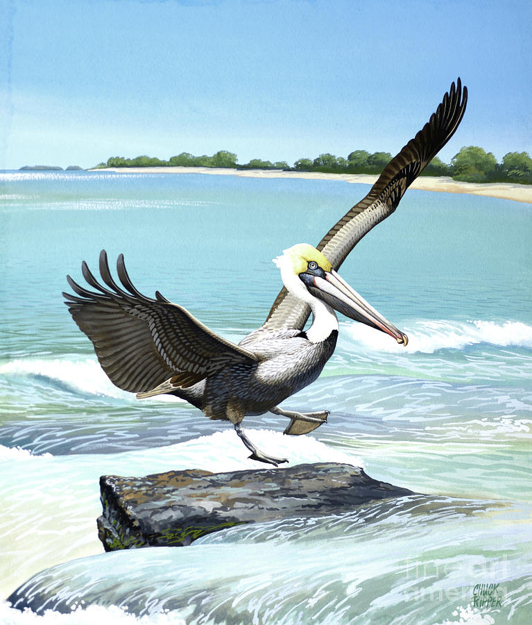 Brown Pelican Painting by Chuck Ripper