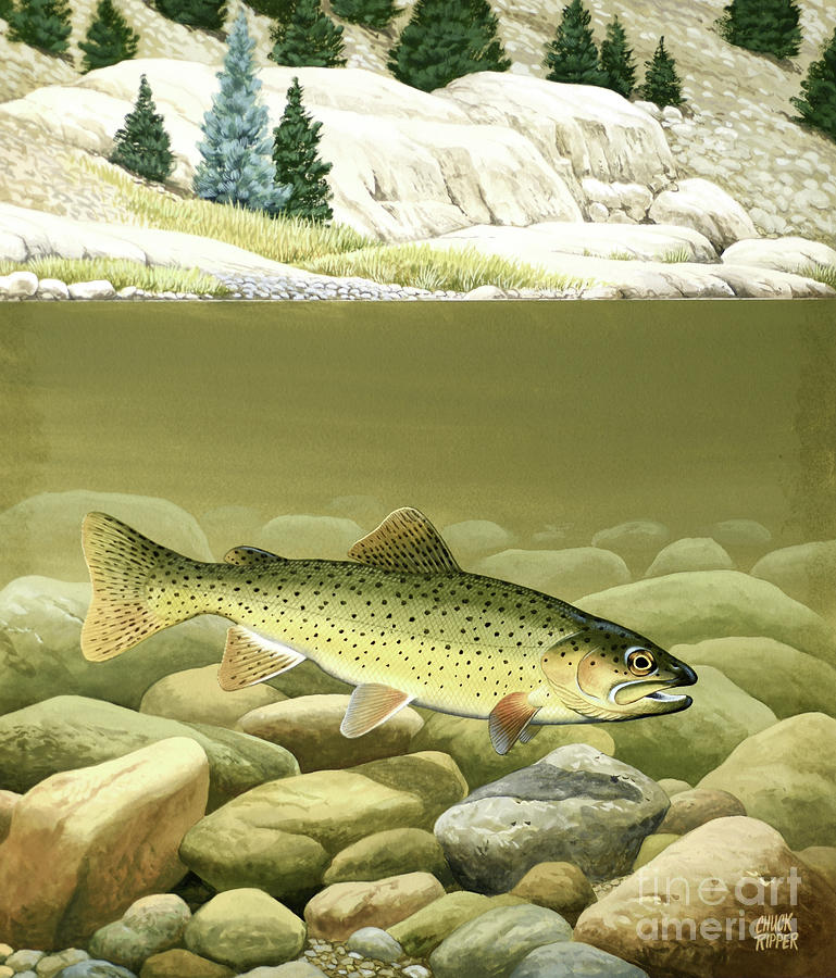 Gila Trout Painting by Chuck Ripper