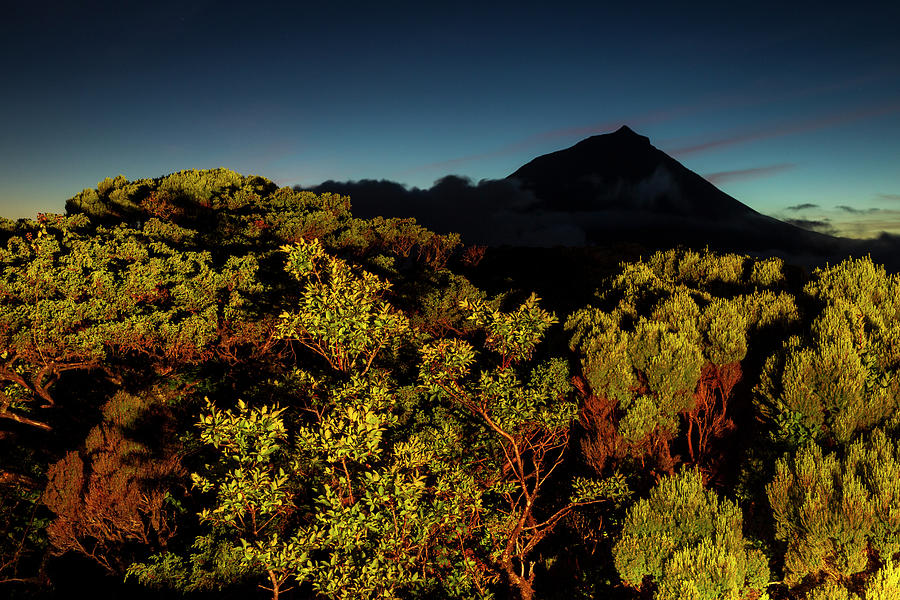 Endemic azorean vegetation against Pico mountain at dusk Photograph by ...