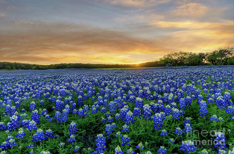 Endless Blues in the Hill Country Photograph by Bee Creek Photography ...